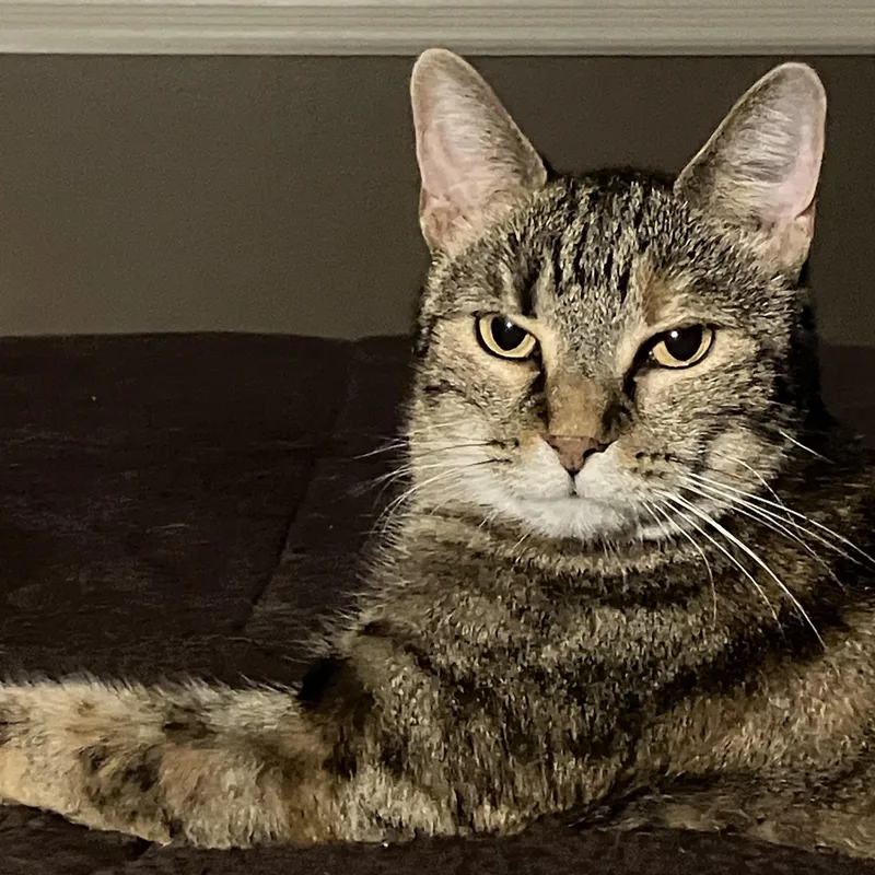 Gianna The Gorgeous thumbnail 5