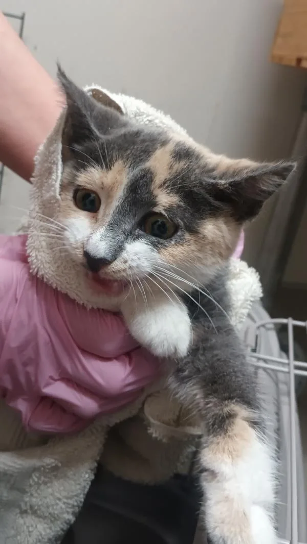 A baby small-sized female Domestic Short Hair cat named Patches for adoption in El Cajon, CA