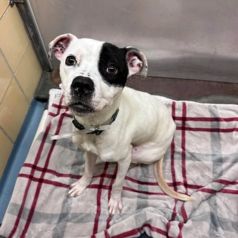 An adult medium-sized male White / Cream American Staffordshire Terrier dog named Pongo for adoption in Pittsburgh, PA