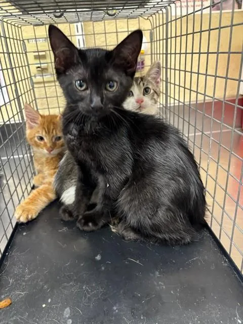 A baby small-sized female Domestic Short Hair cat named Jade for adoption in Fort Myers, FL
