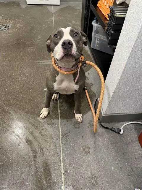 A young large-sized female Pit Bull Terrier dog named Slip for adoption in Mesa, AZ