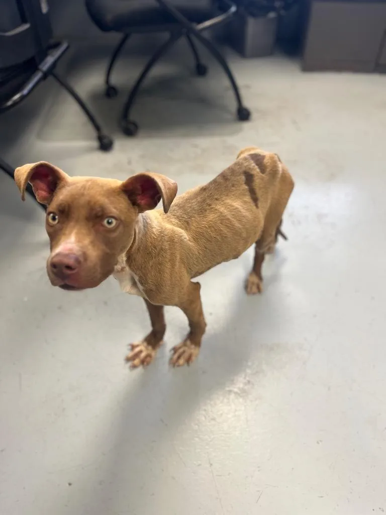A young medium-sized male Terrier dog named Highway for adoption in Greenwood, MS