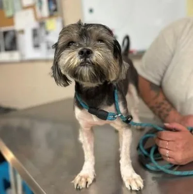 An adult small-sized male Bicolor Silky Terrier dog named Teddy for adoption in Cape May Court House, NJ