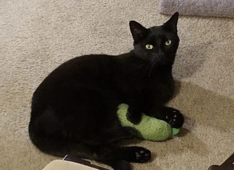 An adult medium-sized male Black Domestic Short Hair cat named Barry for adoption in Amherst, MA