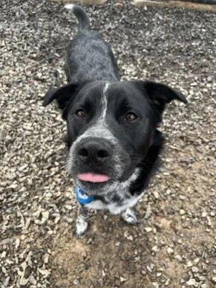 A young large-sized male Pit Bull Terrier dog named Dior for adoption in Atlanta, GA