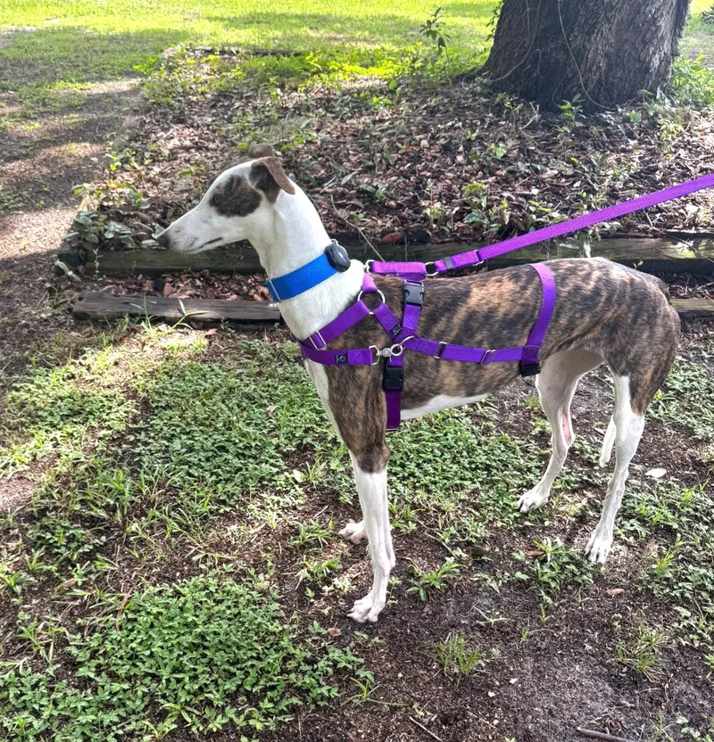 A young large-sized female Greyhound dog named Drucilla for adoption in Tarpon Springs, FL