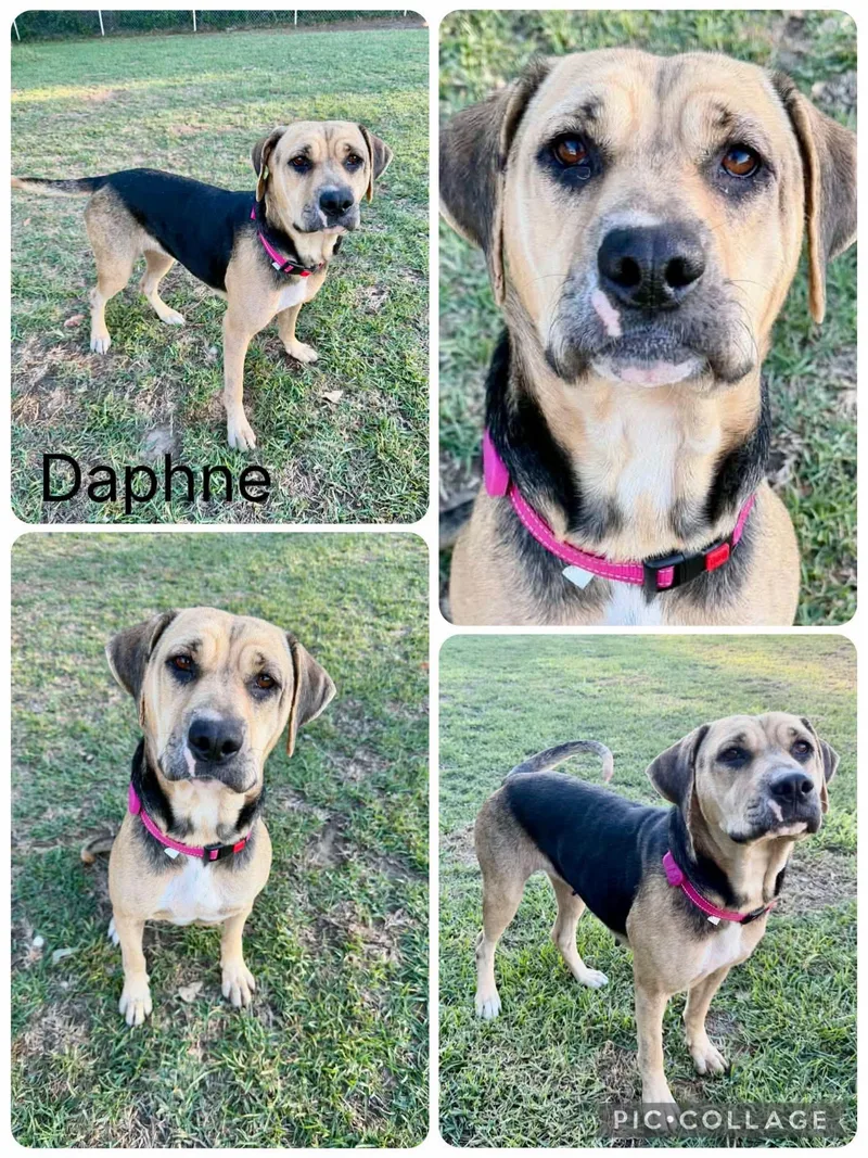 A young medium-sized female Hound dog named Daphne for adoption in Enterprise, AL