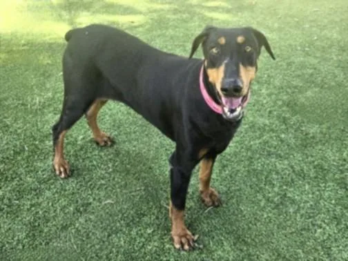 An adult large-sized female Doberman Pinscher dog named Chisca for adoption in Canoga Park, CA
