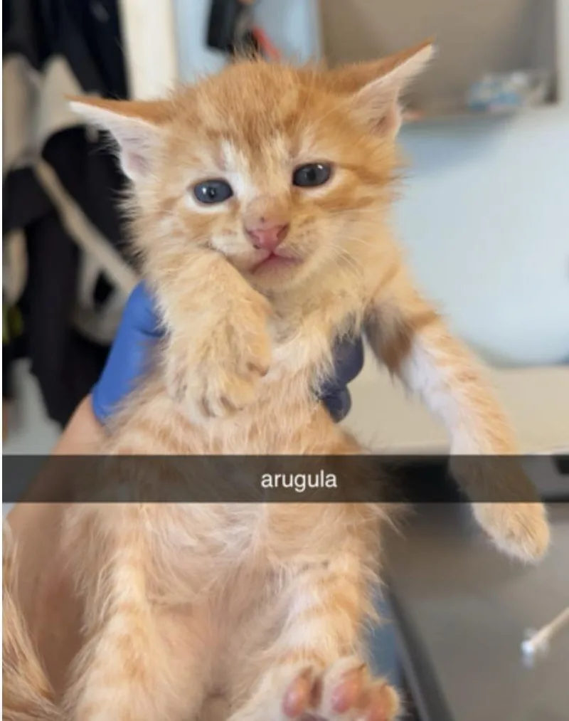 A baby small-sized male Tabby (Orange / Red) Domestic Short Hair cat named Arigula for adoption in Marshall, NC