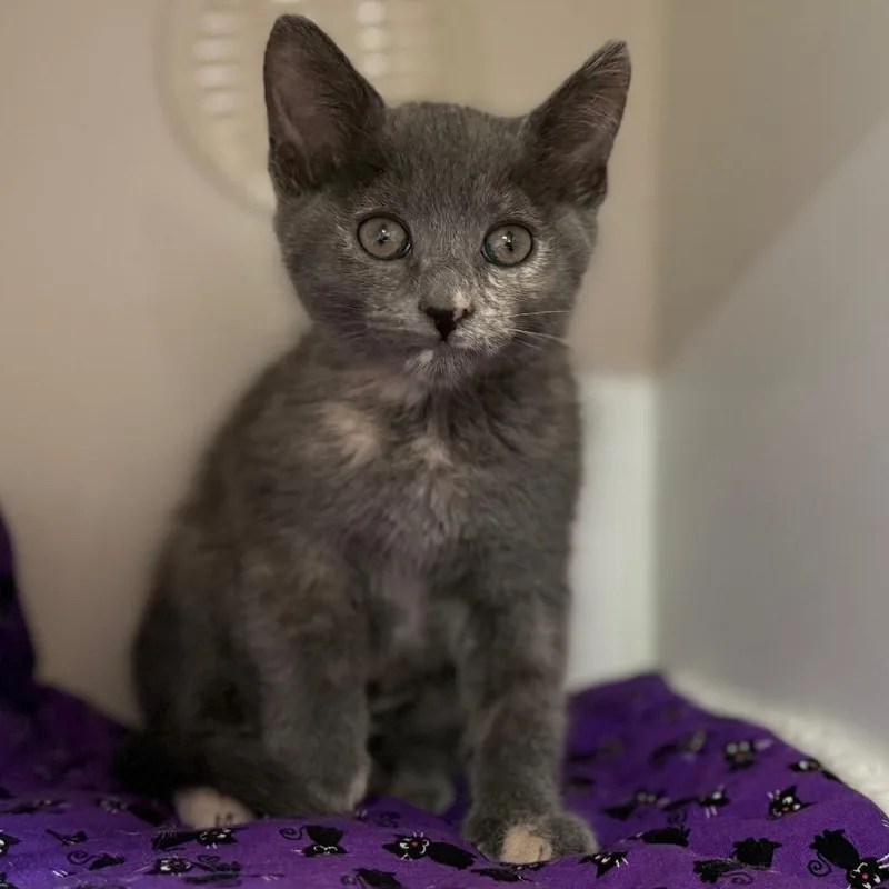 A baby small-sized female Tortoiseshell Domestic Short Hair cat named Ariel for adoption in Riverside, CA