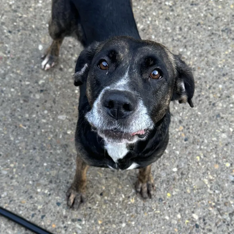An adult medium-sized female Brindle Mixed Breed dog named Vegas for adoption in Charleston, WV