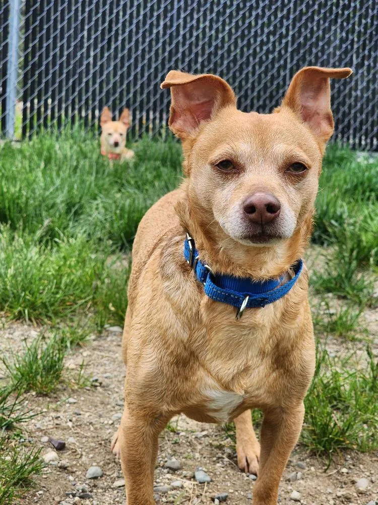 An adult small-sized male Yellow / Tan / Blond / Fawn Chihuahua dog named Maxaroni for adoption in Trenton, ME
