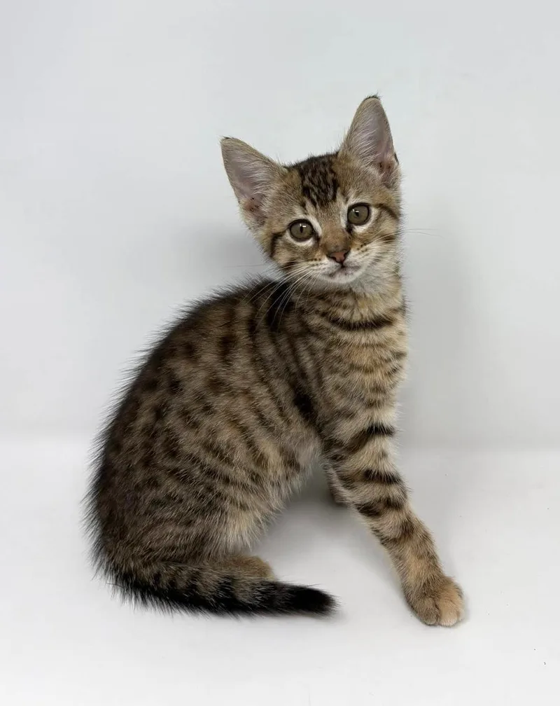 A baby medium-sized female Tabby (Gray / Blue / Silver) Tabby cat named Abby for adoption in Trophy Club, TX