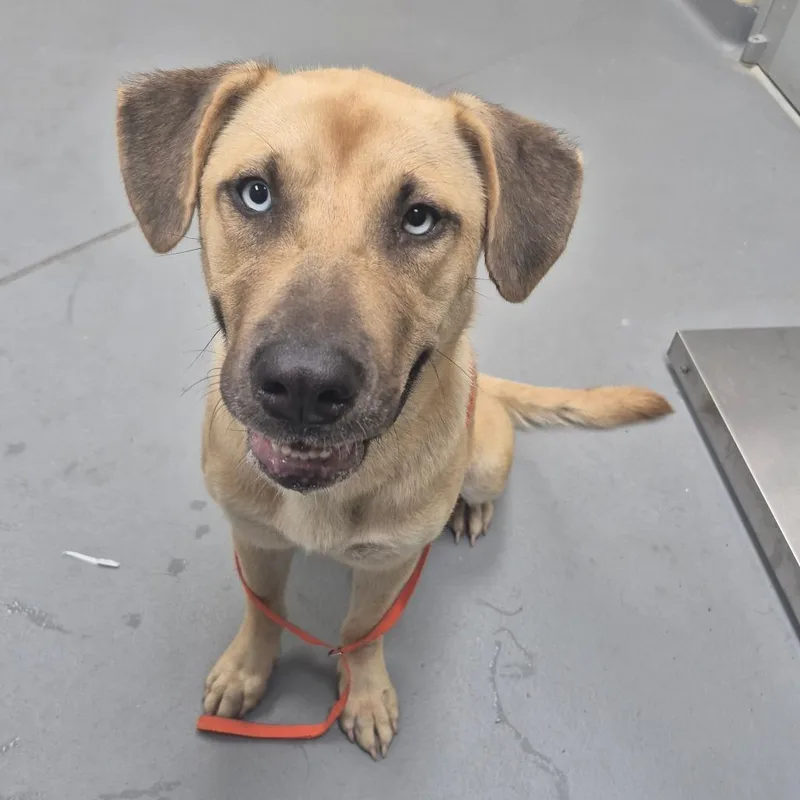 An adult medium-sized female Yellow / Tan / Blond / Fawn Mixed Breed dog named StrayEmilyDrive for adoption in Columbus, GA