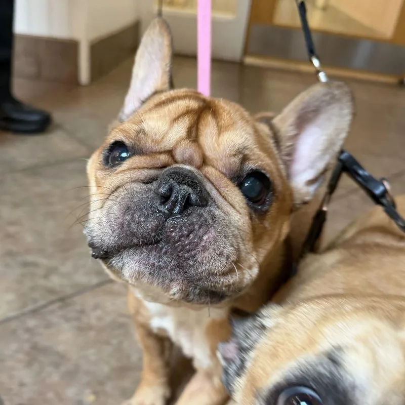 An adult medium-sized female Yellow / Tan / Blond / Fawn French Bulldog dog named Tilly for adoption in Perkiomenville, PA