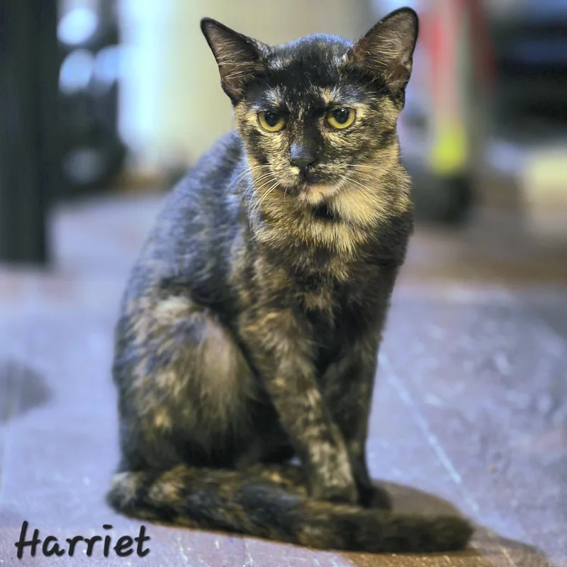 A young small-sized female Domestic Short Hair cat named Harriet for adoption in St. Augustine, FL