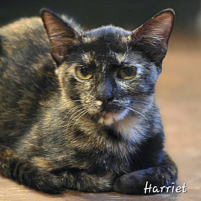 Harriet thumbnail 2