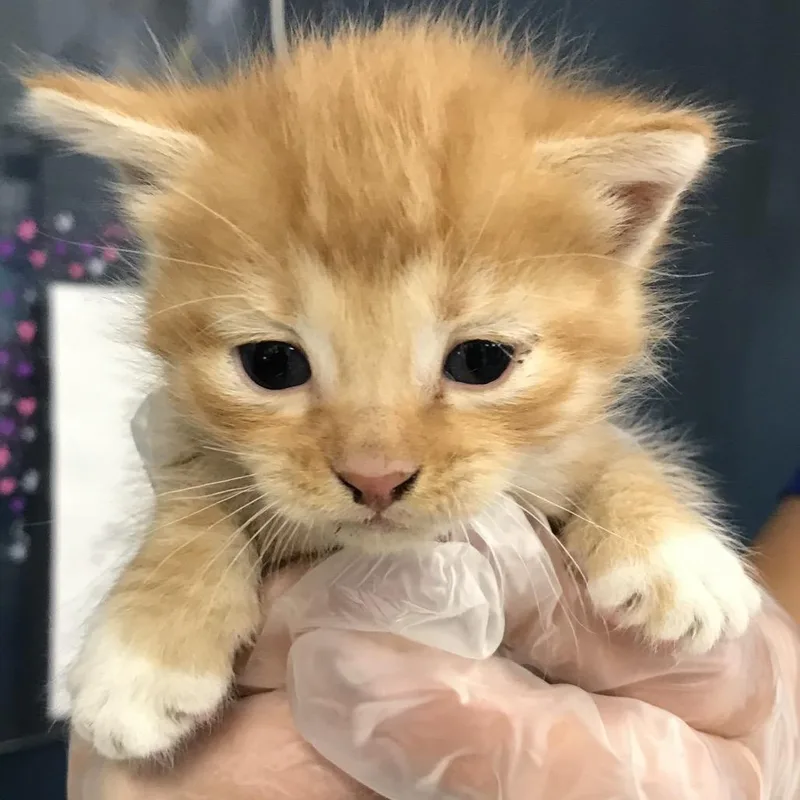 A baby small-sized male Orange / Red Domestic Short Hair cat named Johnny Cage for adoption in Newark, NJ