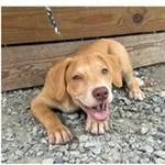 A baby medium-sized male Terrier dog named Texas for adoption in Tampa, FL