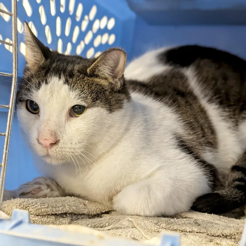 Hills  Working Cat! thumbnail 2