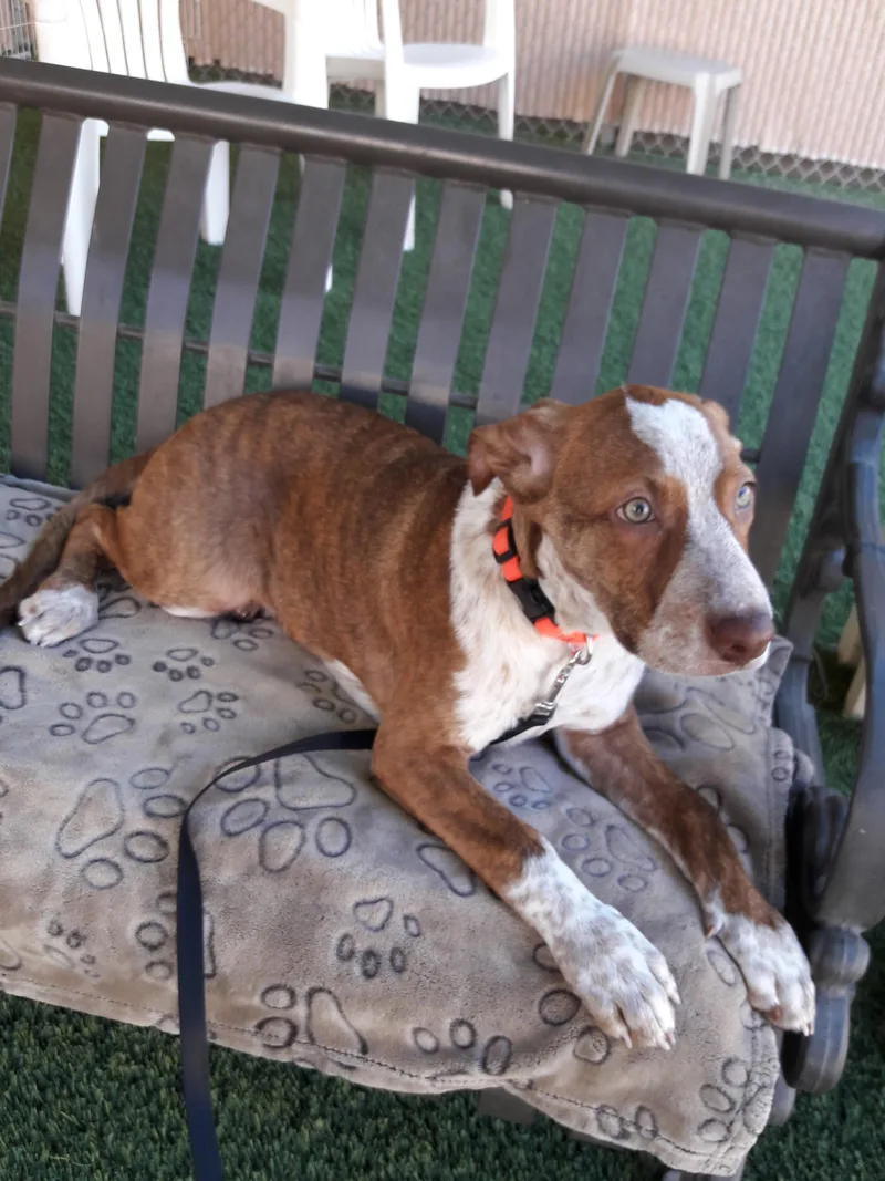 A baby medium-sized male Brindle Australian Cattle Dog / Blue Heeler dog named Oso for adoption in Mesquite, NV