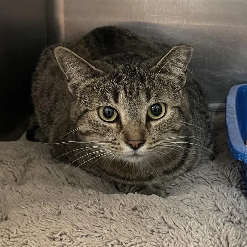 An adult large-sized male Brown / Chocolate Domestic Short Hair cat named Simon for adoption in Port Charlotte, FL
