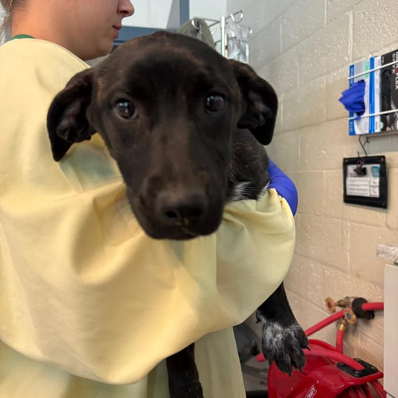 A baby small-sized female Brindle Mixed Breed dog named Sugar for adoption in Huntington, WV