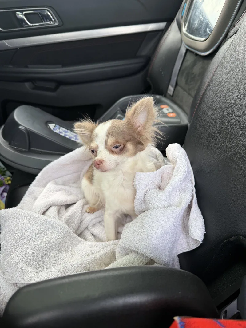 A young small-sized female Chihuahua dog named Dori for adoption in Grafton, WI