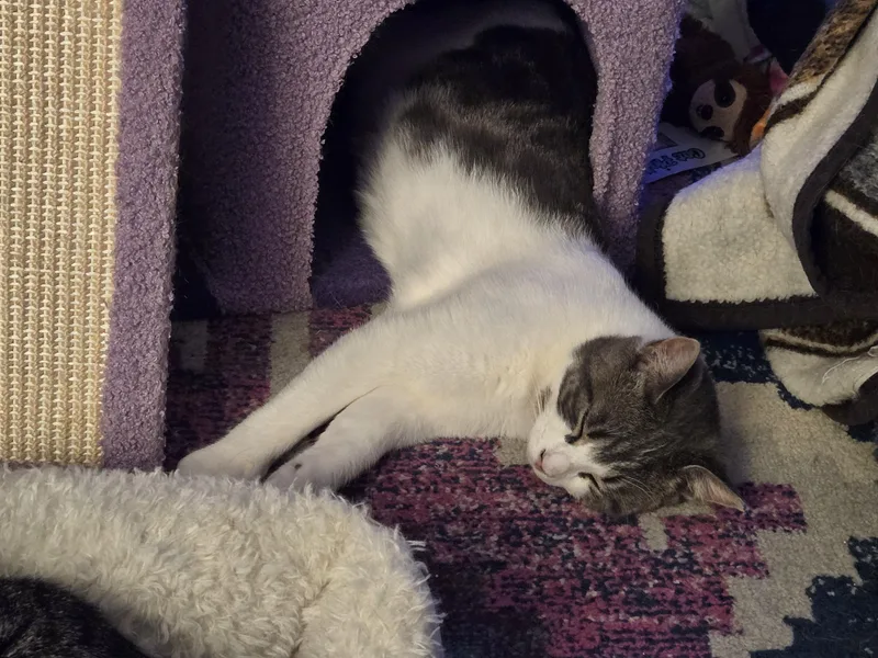 A young medium-sized male Domestic Short Hair cat named Toby for adoption in Philadelphia, PA
