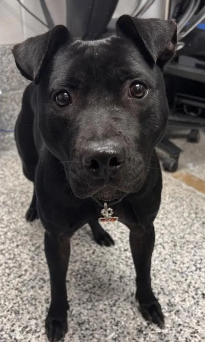 An adult large-sized female Mixed Breed dog named Scooby Dee for adoption in West Chester, PA