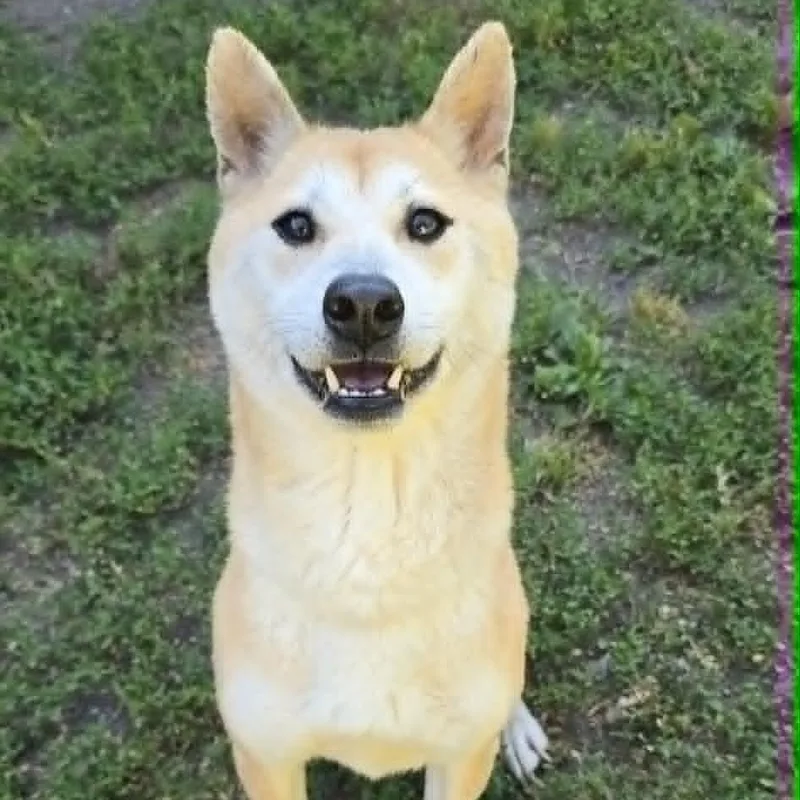 An adult small-sized female Yellow / Tan / Blond / Fawn Shiba Inu dog named Reya for adoption in Orange, VA