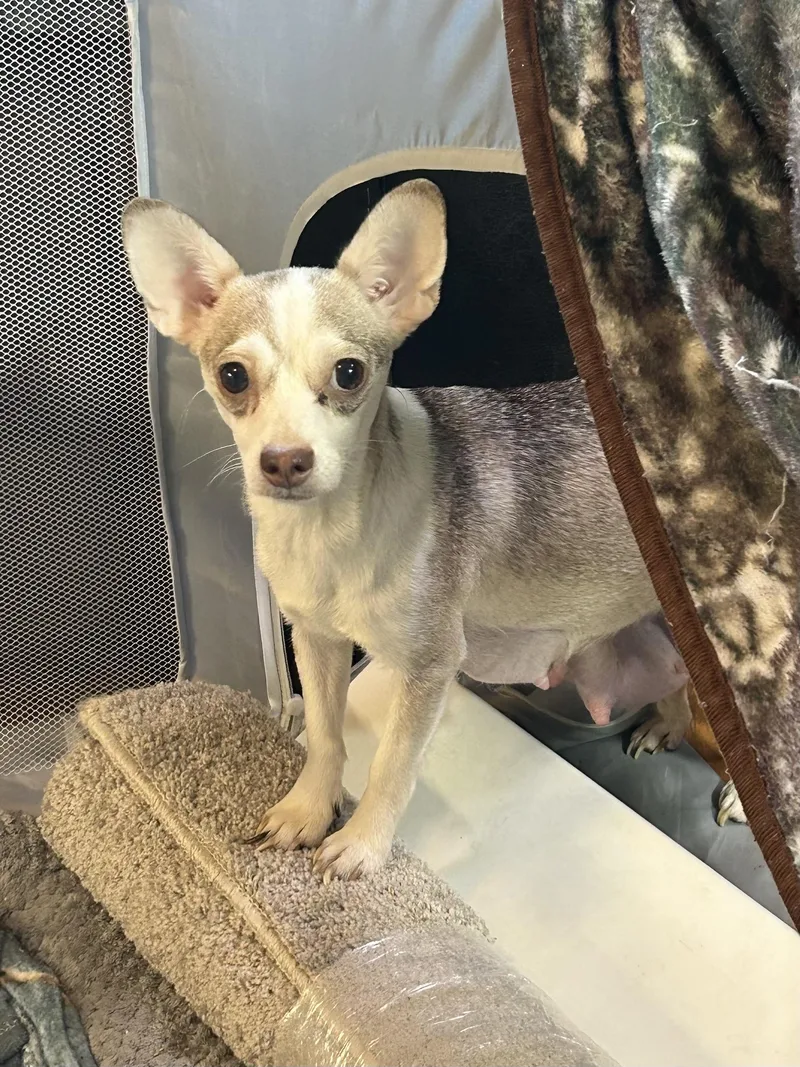 A baby small-sized male Chihuahua dog named Kolby for adoption in Elyria, OH