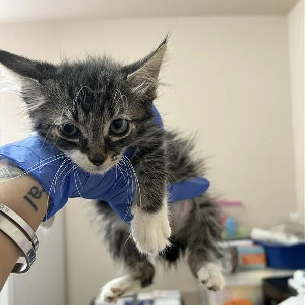 A baby small-sized female Brown / Chocolate Domestic Medium Hair cat named Marcos for adoption in Branford, CT