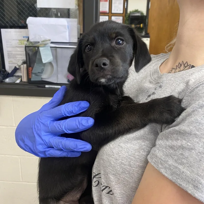 A baby small-sized female Black Terrier dog named Forrest for adoption in Caryville, TN