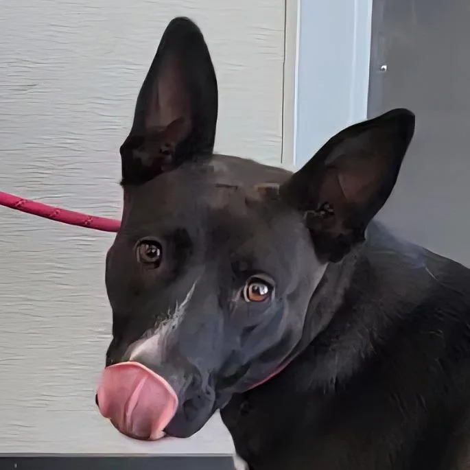 An adult medium-sized female Black Mixed Breed dog named Hunts for adoption in Las Cruces, NM