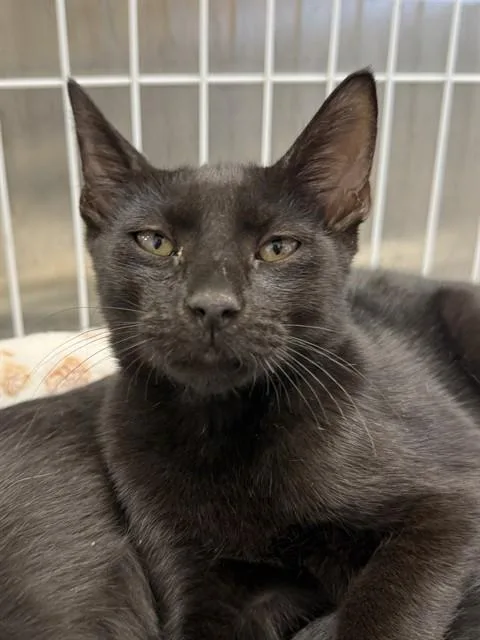 A baby small-sized male Domestic Short Hair cat named Mo for adoption in Naples, FL