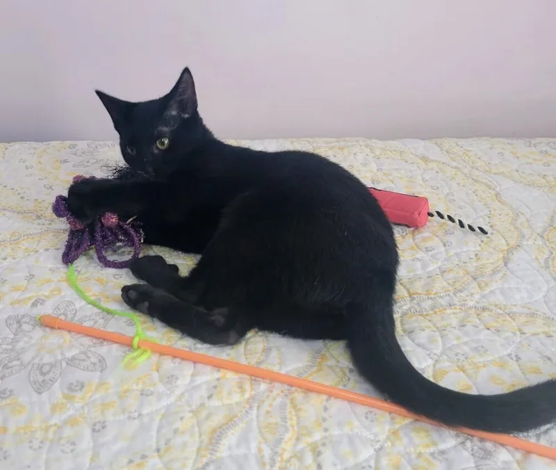 A baby medium-sized female Black Domestic Short Hair cat named Samantha for adoption in Hartwell, GA
