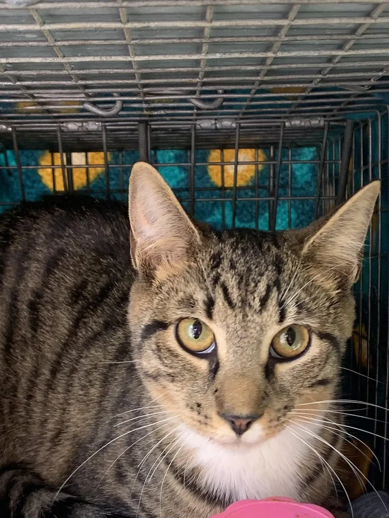 A young medium-sized female Domestic Short Hair cat named Okra for adoption in Fishkill, NY