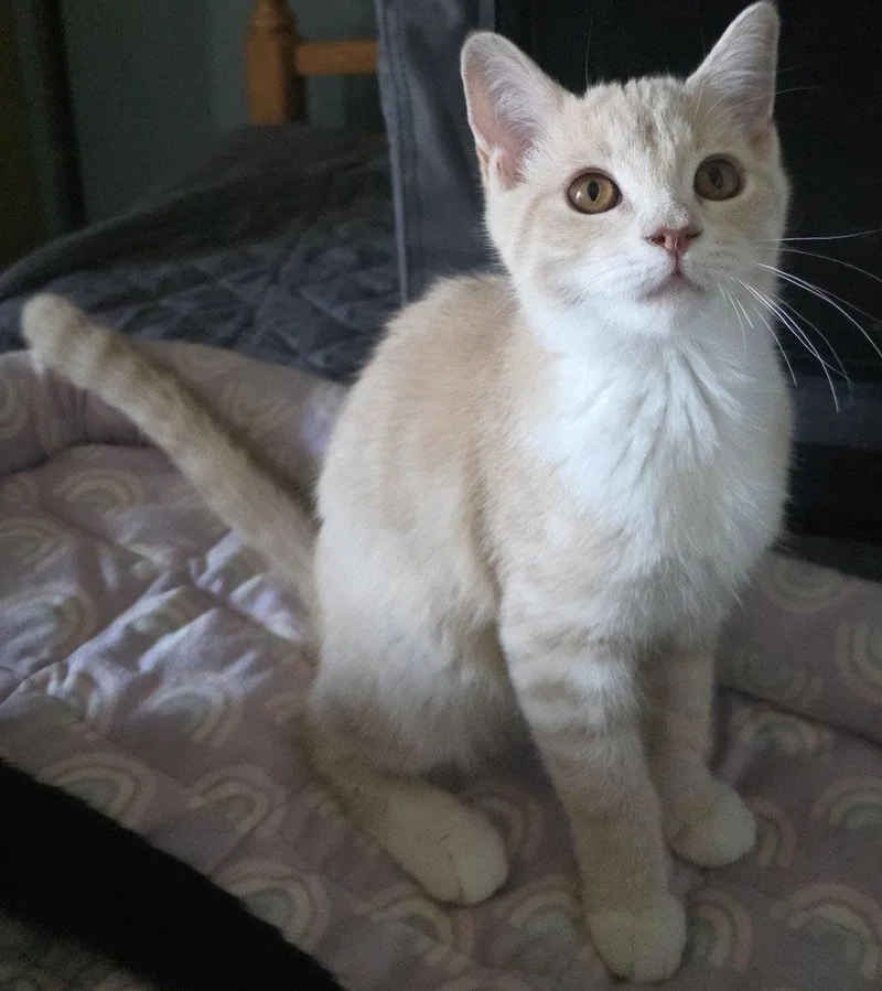 A young medium-sized female Domestic Short Hair cat named Marcia for adoption in Phoenix, AZ