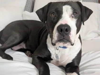 An adult large-sized female Mixed Breed dog named Kathy Bates for adoption in Atlanta, GA