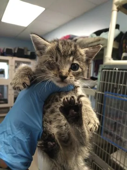 A baby small-sized female Domestic Short Hair cat named Miso for adoption in Palm Coast, FL