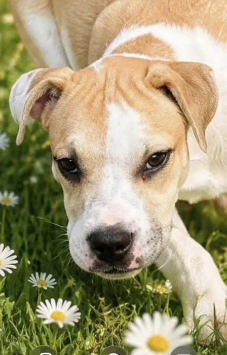 A baby medium-sized male Yellow / Tan / Blond / Fawn Labrador Retriever dog named Noodle Green for adoption in Watertown, CT