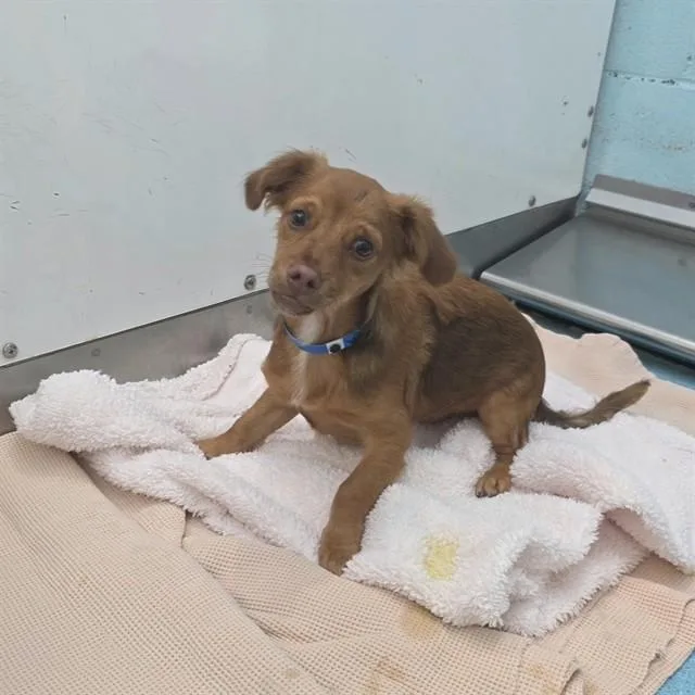 A young small-sized male Dachshund dog named Mickey for adoption in Long Beach, CA