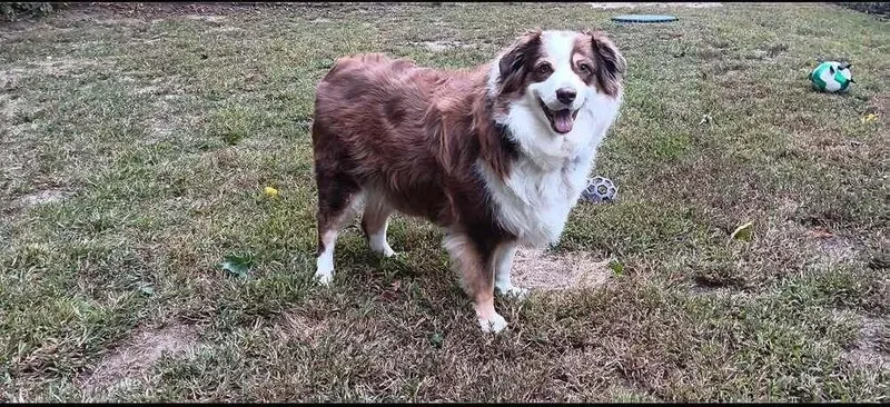 An adult medium-sized female Australian Shepherd dog named Sadie for adoption in Ontario, CA