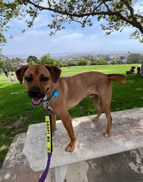 An adult medium-sized male Rhodesian Ridgeback dog named Milo for adoption in San Diego, CA