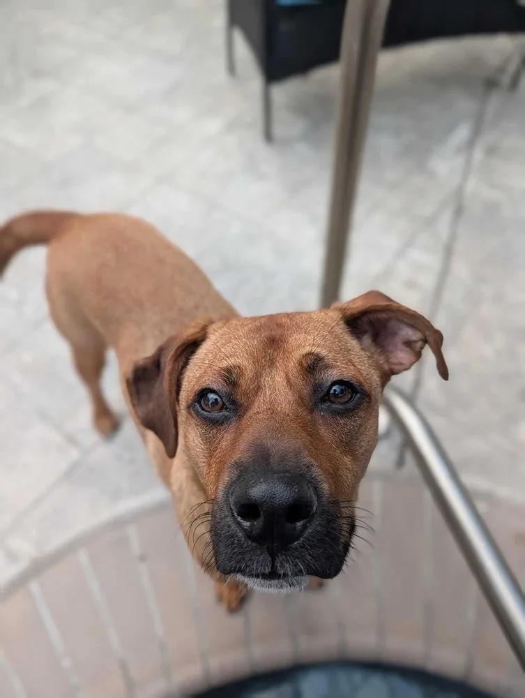 Milo thumbnail 5