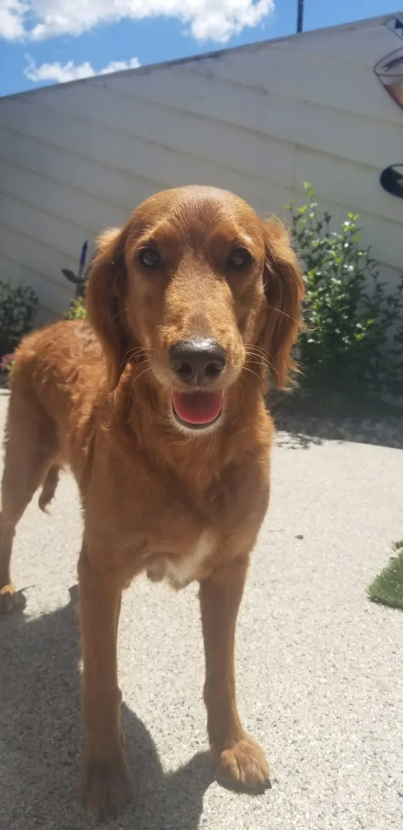 An adult medium-sized female Golden Retriever dog named Blossom for adoption in Union Grove, WI