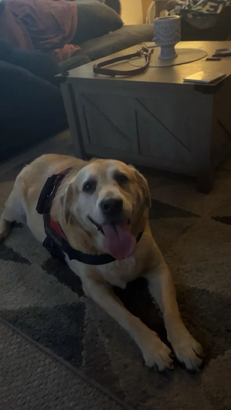 An adult large-sized female Yellow Labrador Retriever dog named Lilly for adoption in Lima, OH