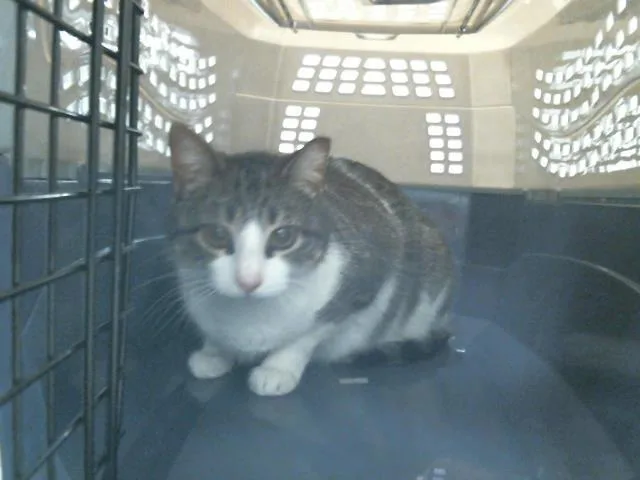 An adult medium-sized female Domestic Short Hair cat named Cassie for adoption in Houston, TX