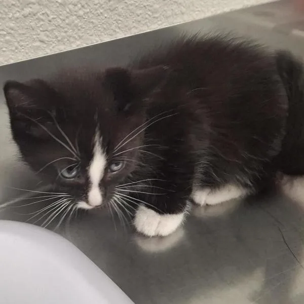 A baby medium-sized female Domestic Short Hair cat named Margo for adoption in Vancouver, WA